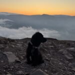 Taking Your Dog Up a Munro: A Complete Guide for Hiking with Your Dog in Scotland